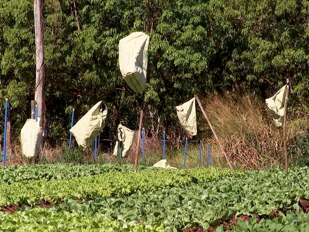 10 plantas que os pássaros odeiam