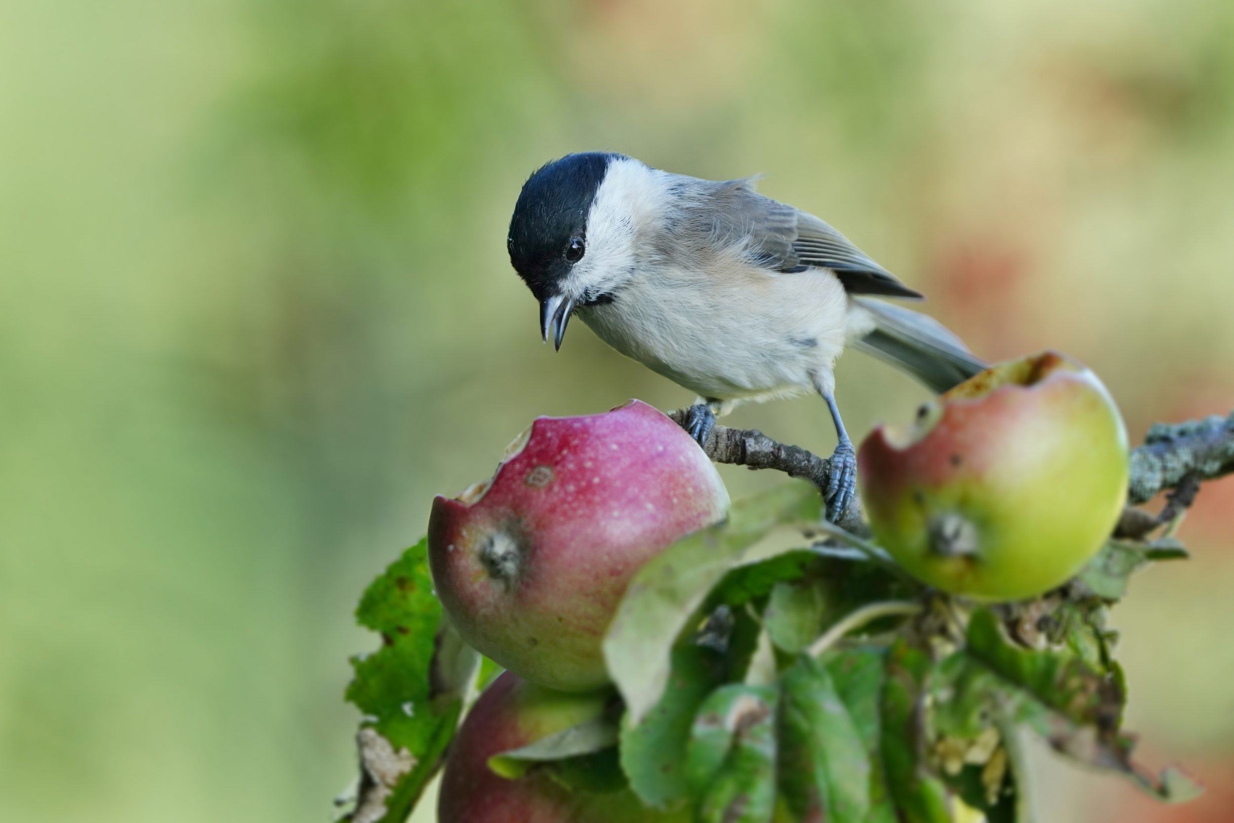 Guia completo de redes antipássaro: tipos e instalação