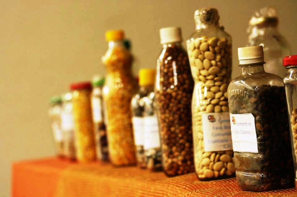 Os Melhores Recipientes para Armazenar Sementes