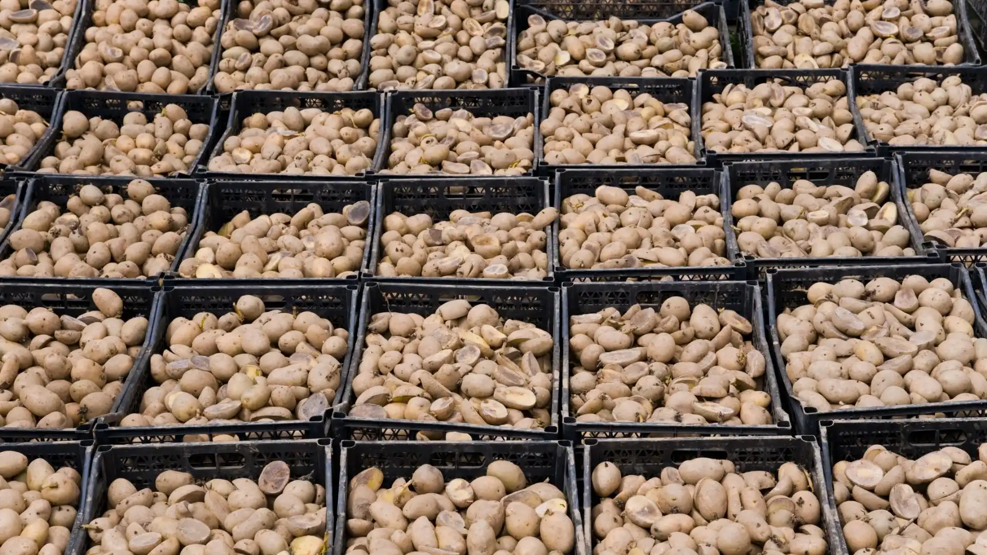 Os Melhores Recipientes para Armazenar Sementes