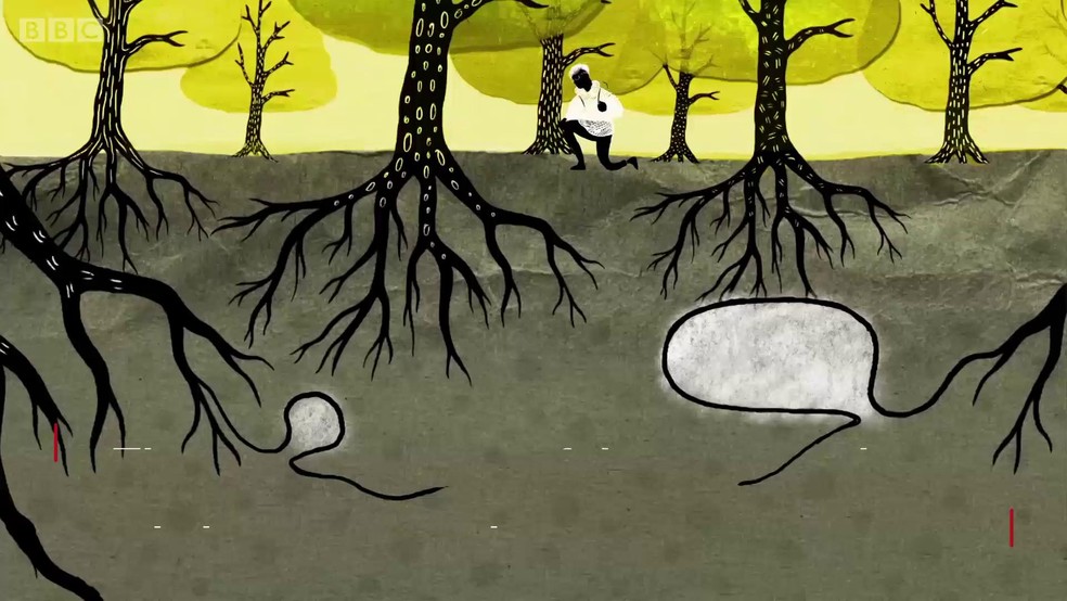 como as arvores se comunicam