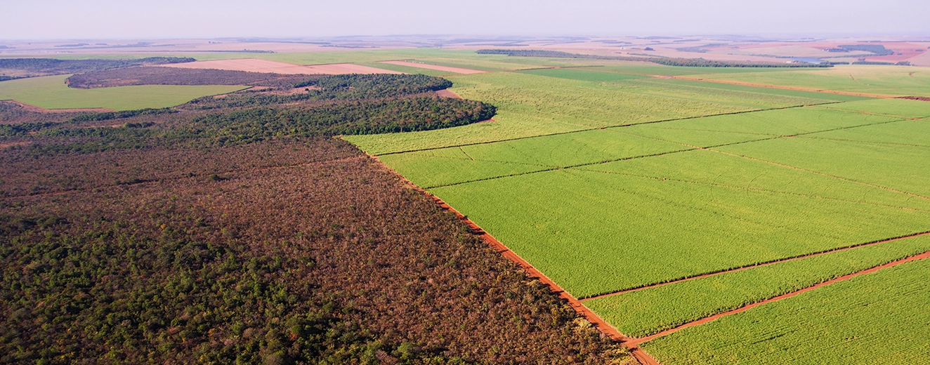 como as arvores se comunicam
