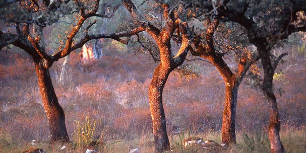 como as arvores se comunicam