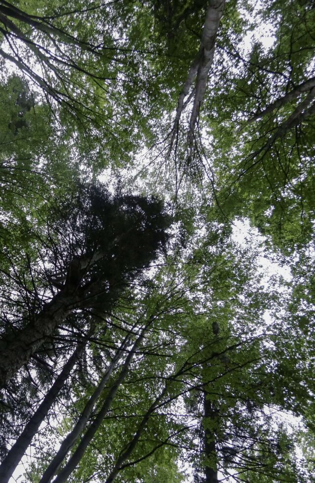 5 ideias de títulos:
1. A Inteligência Oculta das Florestas: Como as Árvores Conversam.
2. 