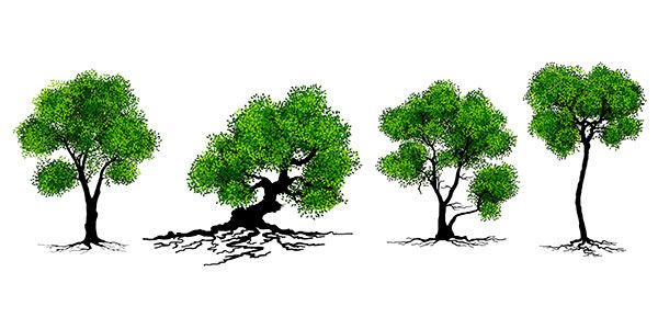 5 ideias de títulos:
1. A Inteligência Oculta das Florestas: Como as Árvores Conversam.
2. 