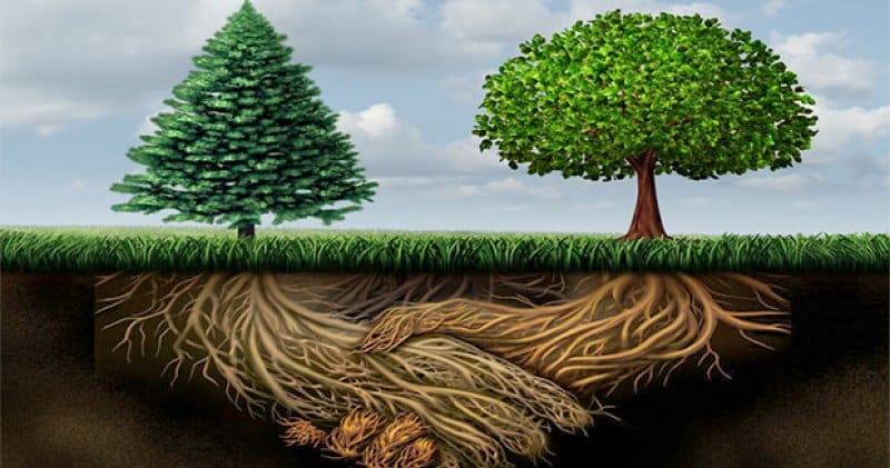 como as arvores se comunicam