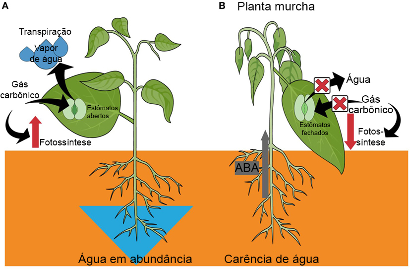 como as arvores sobrevivem em ambientes extremos