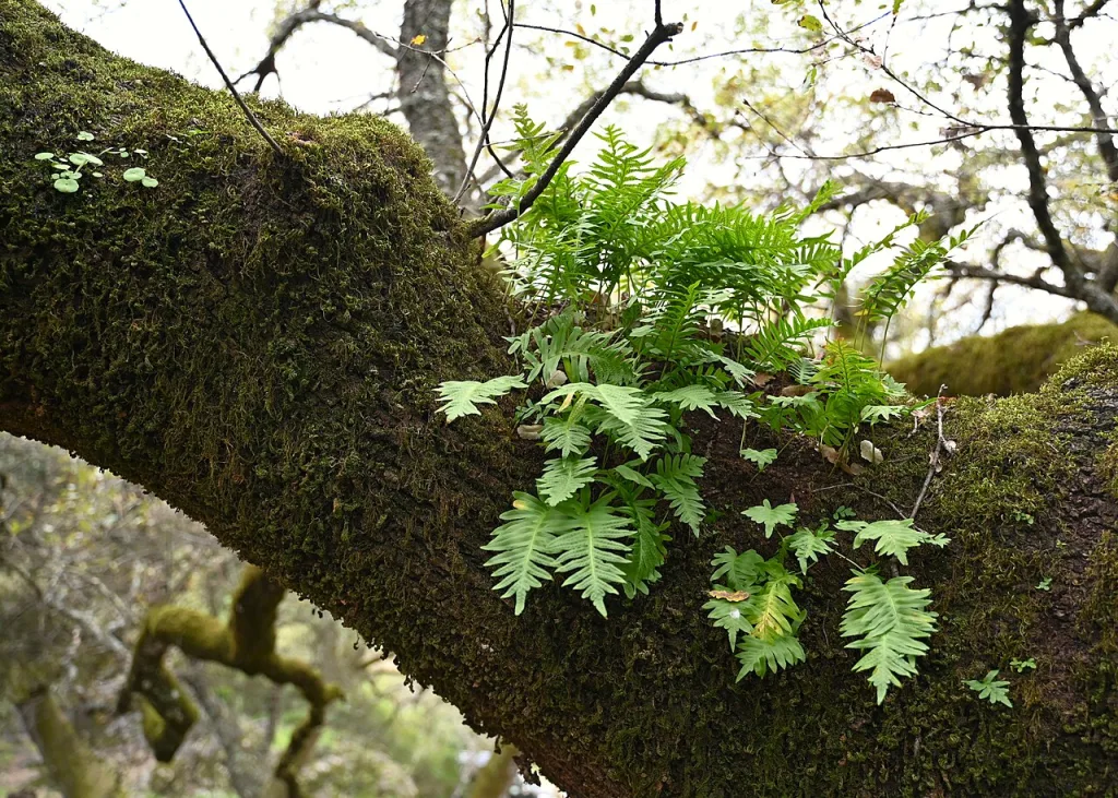 O Papel das Raízes Profundas na Adaptação das Árvores do Cerrado
