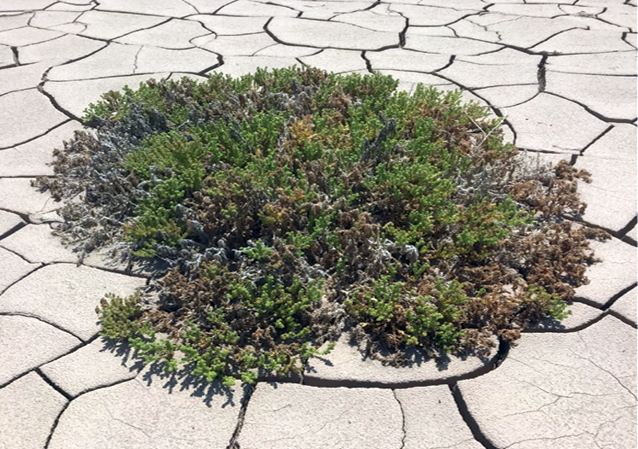 Como as Árvores Criam um Microclima: O Poder do Resfriamento Ativo