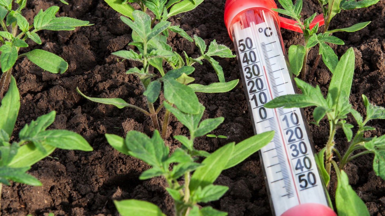 A Ciência por Trás do Anticongelante Natural das Árvores