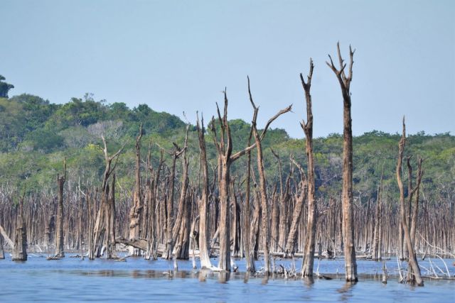 Superorganismos Florestais: A Cooperação Secreta das Árvores