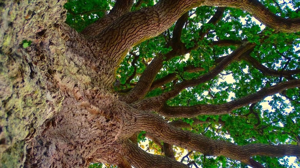como as arvores sobrevivem em ambientes extremos