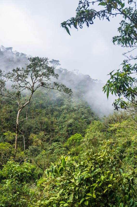 5 Mitos sobre a Sobrevivência das Árvores em Ambientes Hostis