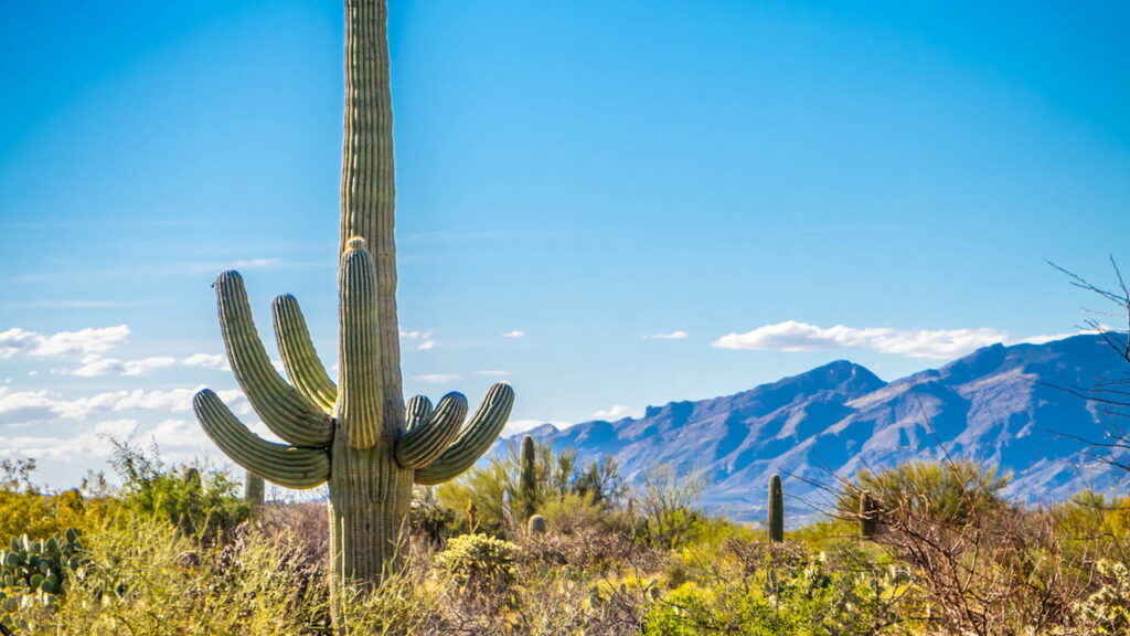 Como as Árvores Criam um Microclima: O Poder do Resfriamento Ativo