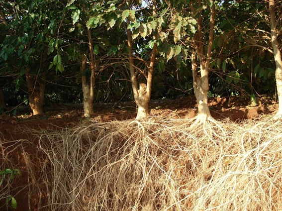 melhores árvores para conter erosão em encostas