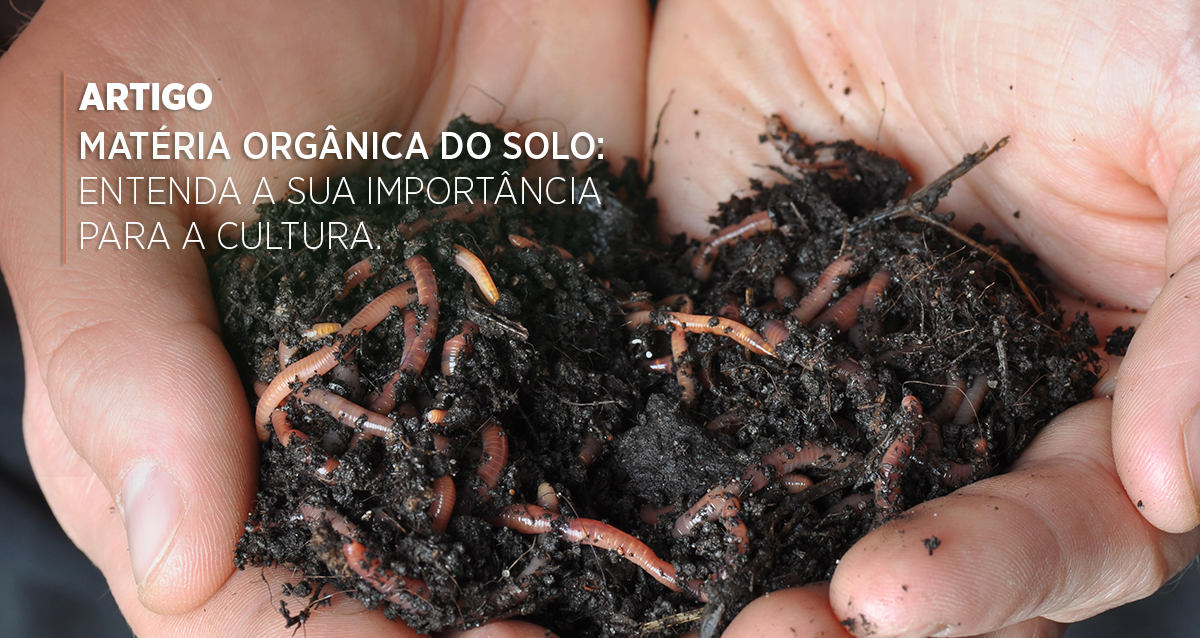 Benefícios do Biocarvão (Biochar) para a Agricultura Sustentável