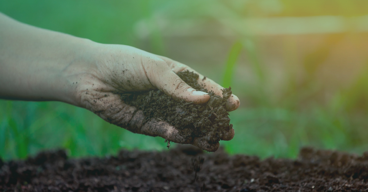 5 Melhores Plantas de Cobertura para Cada Tipo de Solo