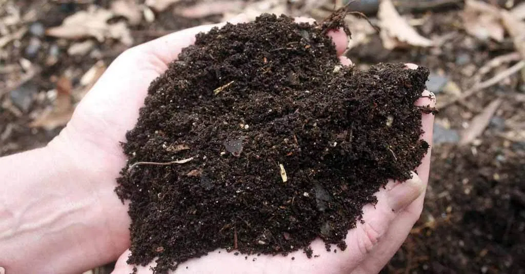 Guia Completo de Compostagem Caseira para Iniciantes
