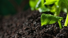 3. Rotação de Culturas: Planejamento e Exemplos Práticos