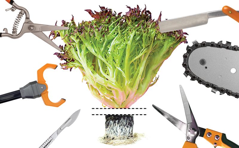 Benefícios da Cinza de Madeira para o Cultivo de Alface