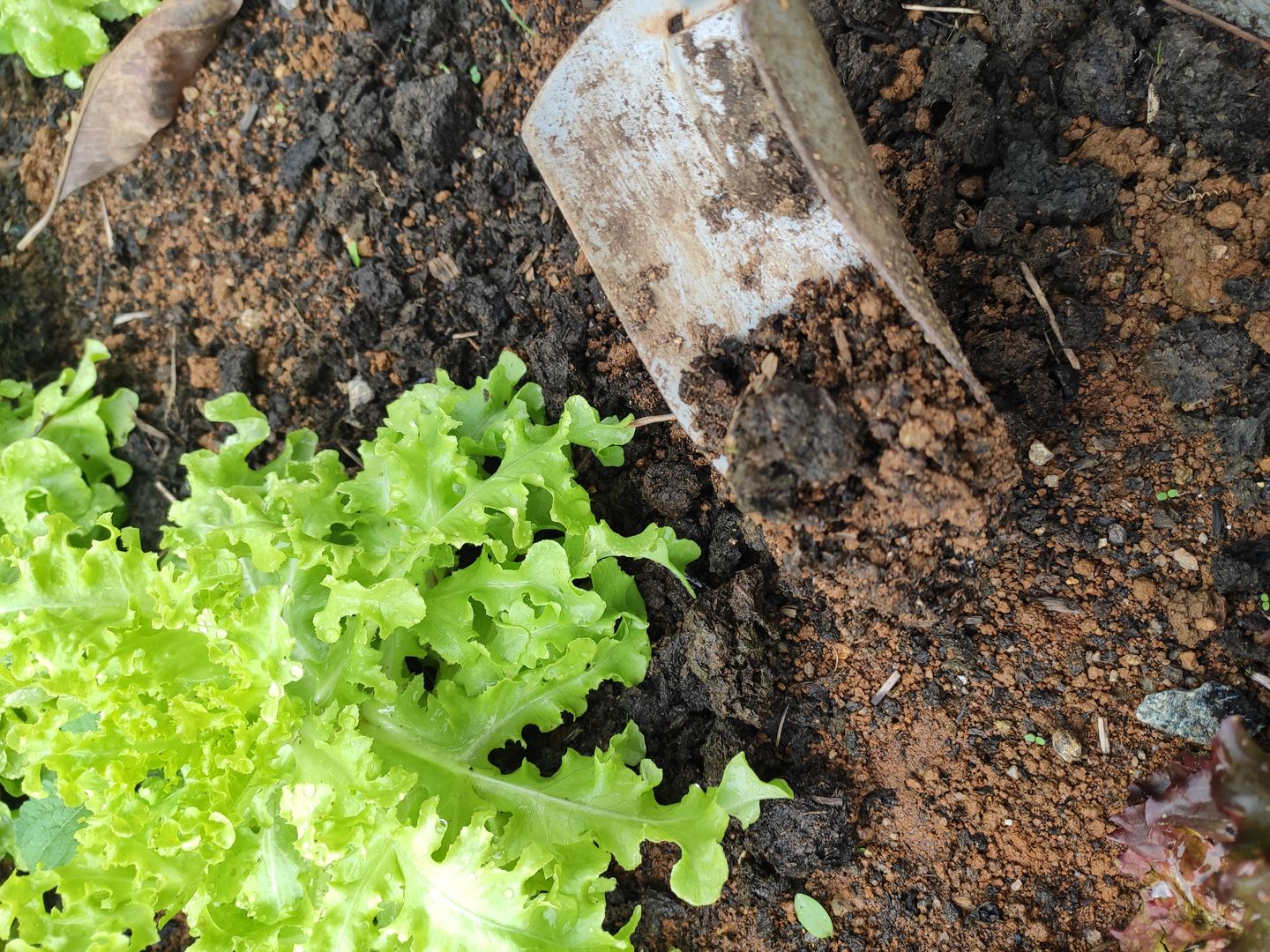 5 Dicas para uma Alface Mais Saudável na sua Horta