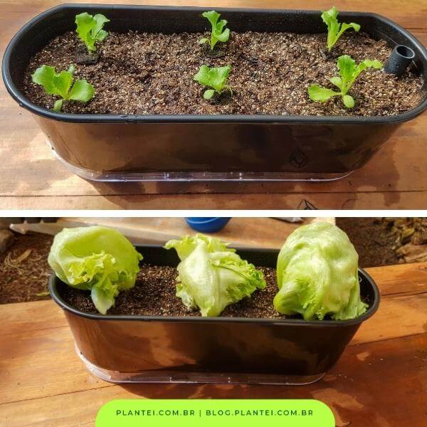 Como Identificar o Ponto Ideal de Colheita da Alface