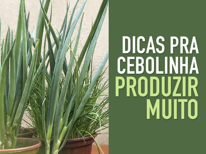 como colher cebolinha