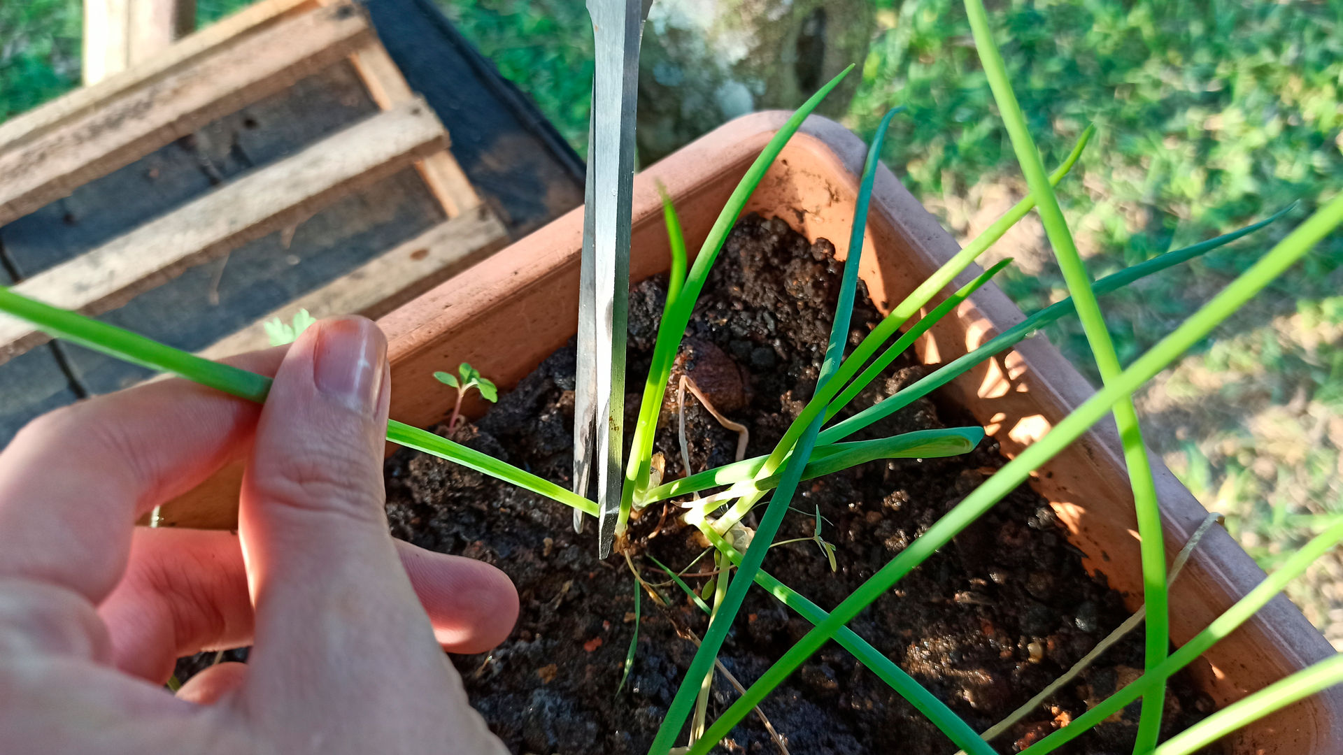 Cebolinha em Vaso: Dicas para um Cultivo Saudável e Produtivo