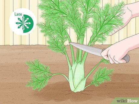 Armazenamento de salsa e coentro na geladeira