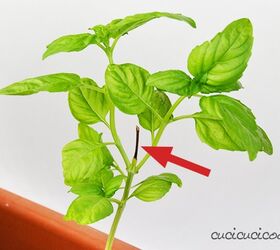 Como identificar o momento certo para podar o manjericão