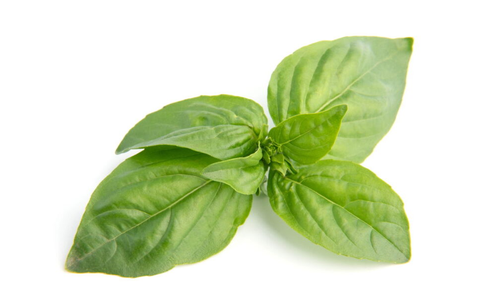 Dicas de irrigação para manjericão saudável