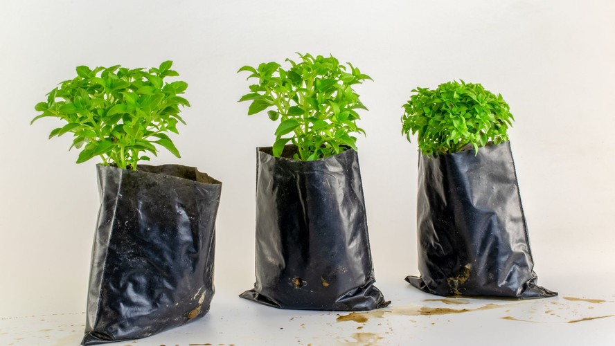 Benefícios da remoção das flores do manjericão