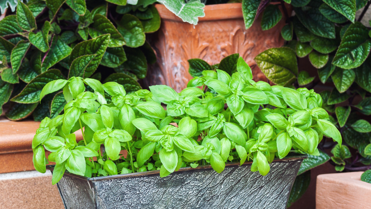 Guia completo de adubação para manjericão