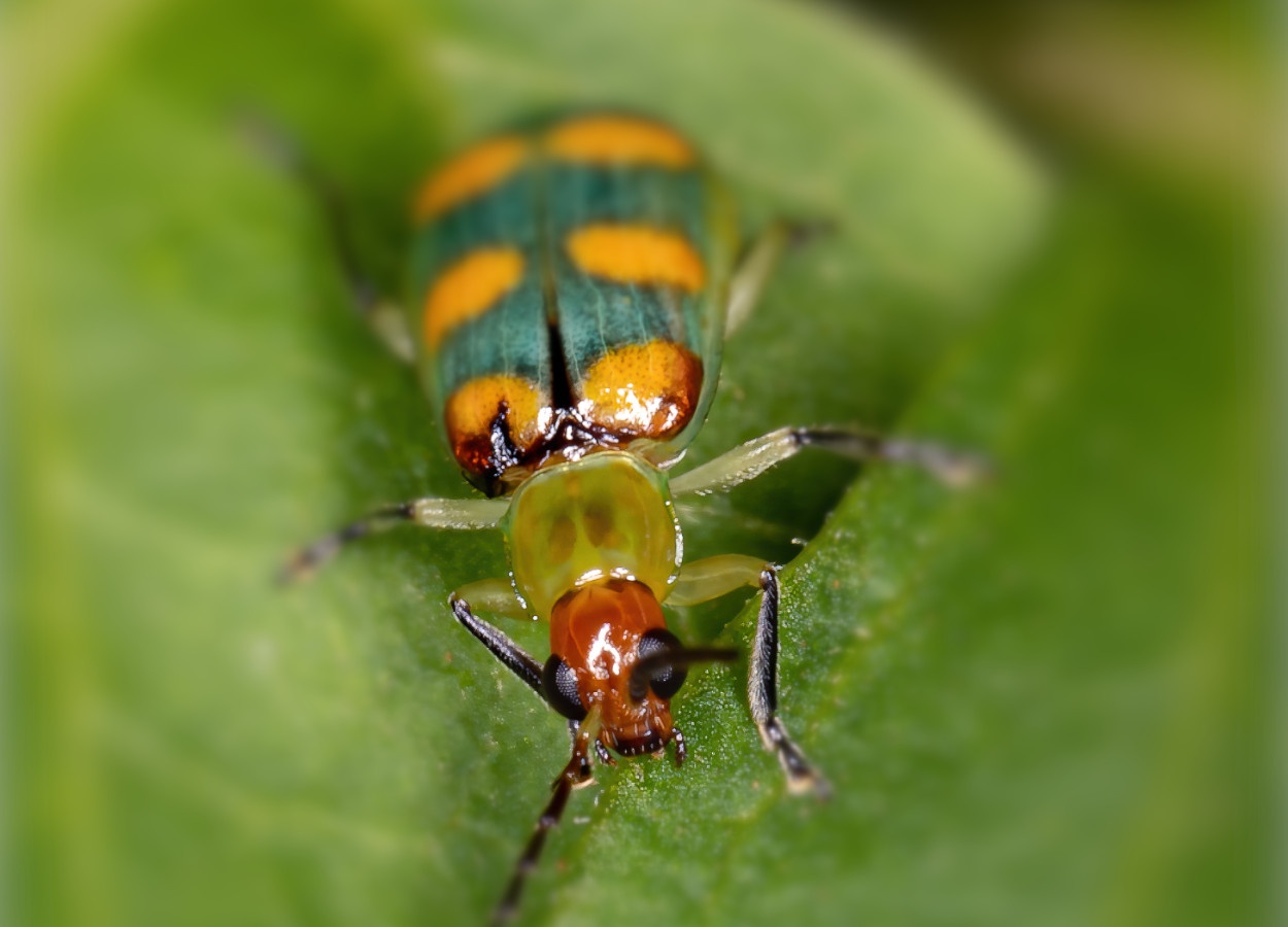 Como identificar a vaquinha e seus danos nas plantas