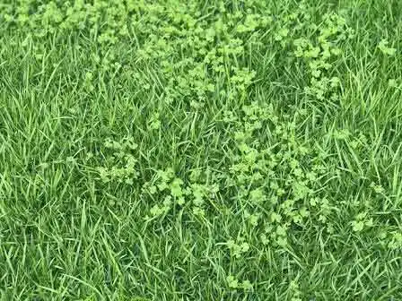 como combater ervas daninhas no gramado