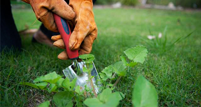 Quando usar herbicidas seletivos vs. não seletivos