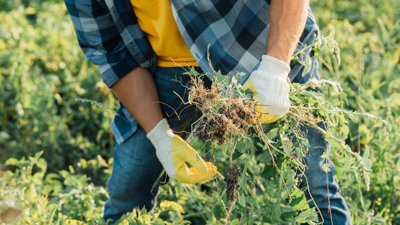 Como preparar o solo para um gramado livre de mato
