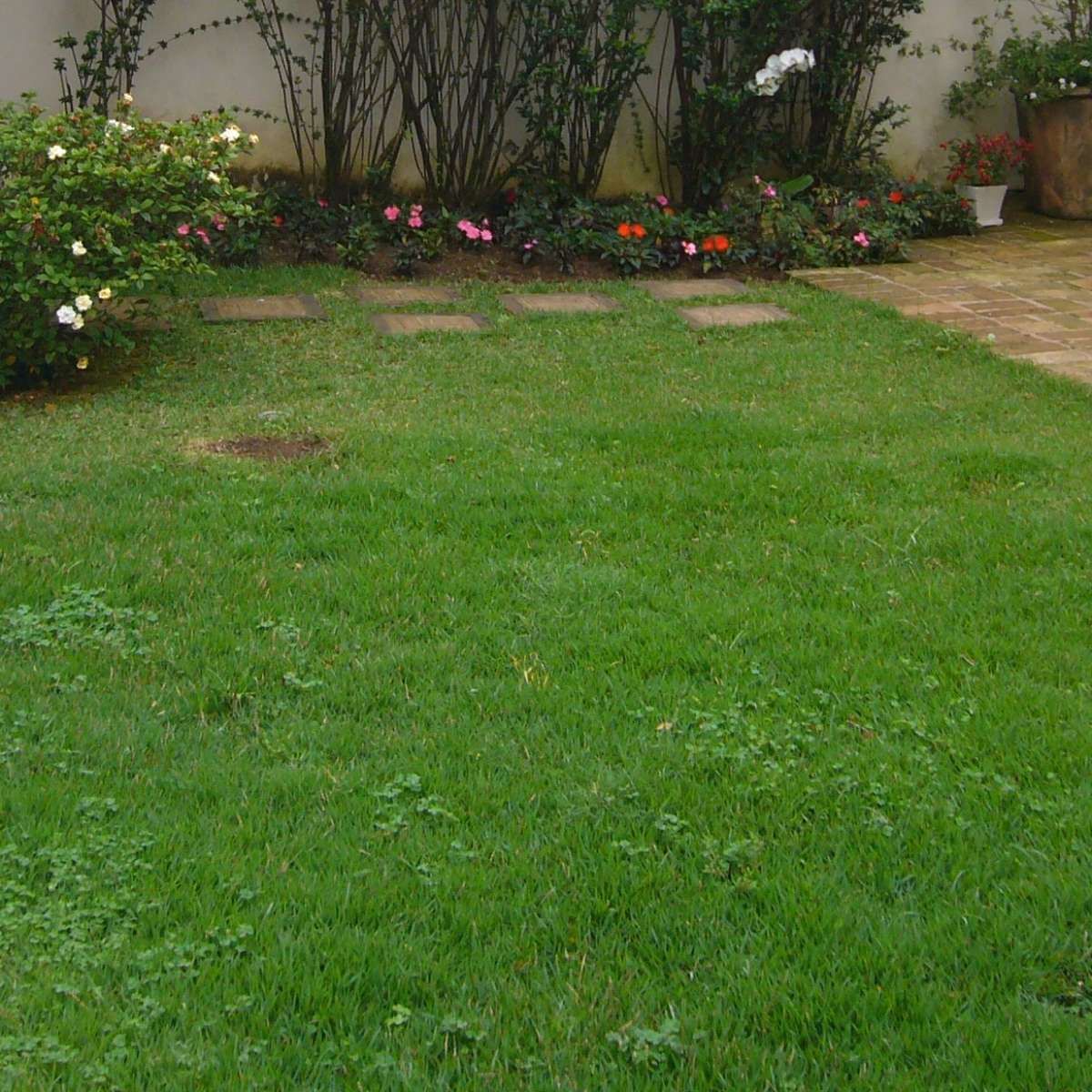 Como identificar os tipos de ervas daninhas no seu gramado