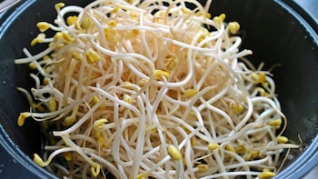 como conservar gérmen de trigo