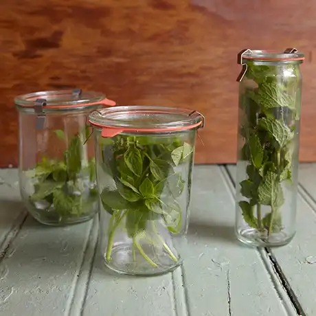 como conservar manjericão fresco