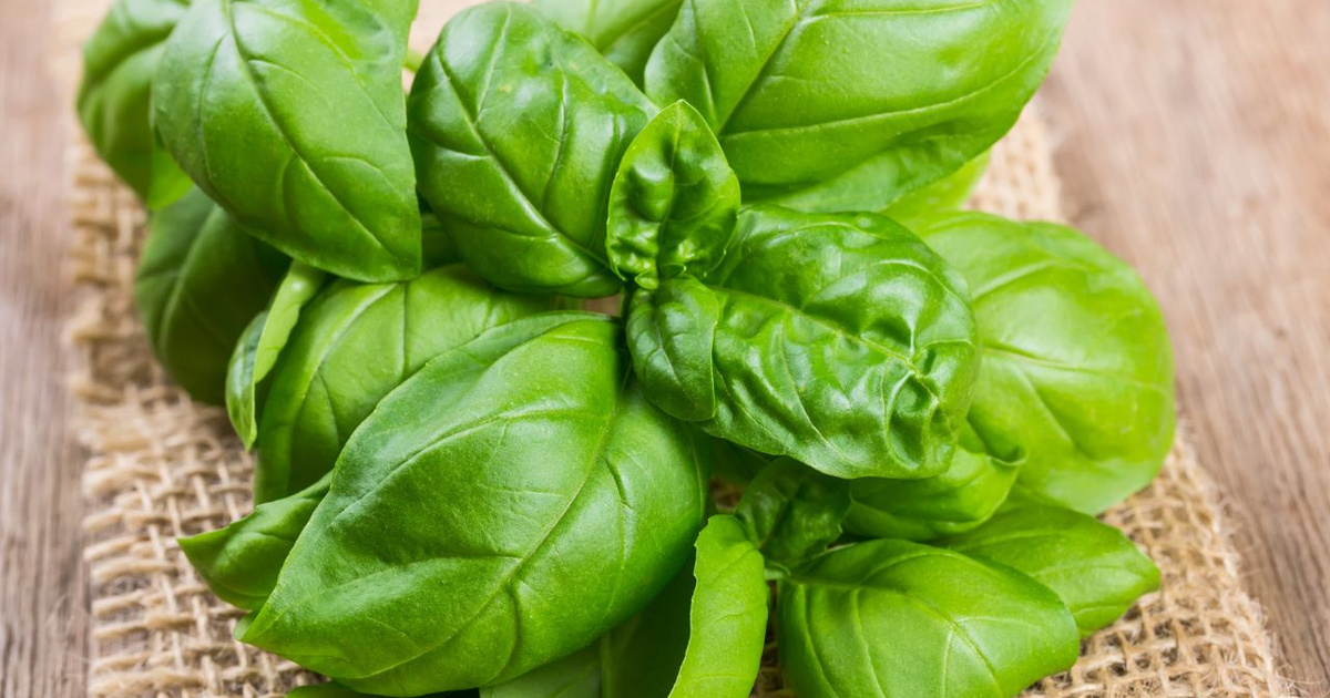 Desidratação de Manjericão: Passo a Passo