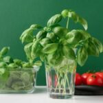 Dicas para Manter o Manjericão Fresco na Geladeira por Mais Tempo