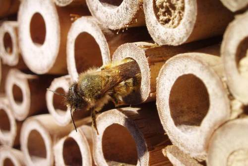 Benefícios da Polinização para Hortas e Pomares