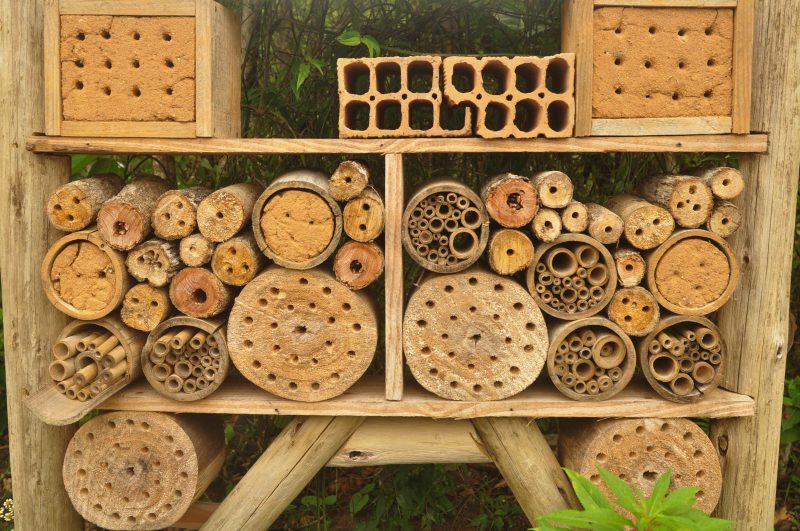 Benefícios da Polinização para Hortas e Pomares