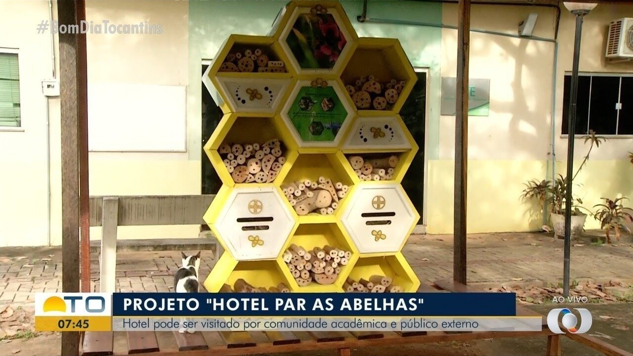 Guia Completo de Flores para Atrair Abelhas Nativas