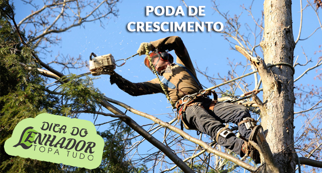 Como Escolher o Ambiente Ideal para o Crescimento da Sua Árvore