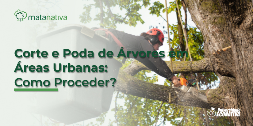 A Importância da Poda de Manutenção em Árvores Urbanas