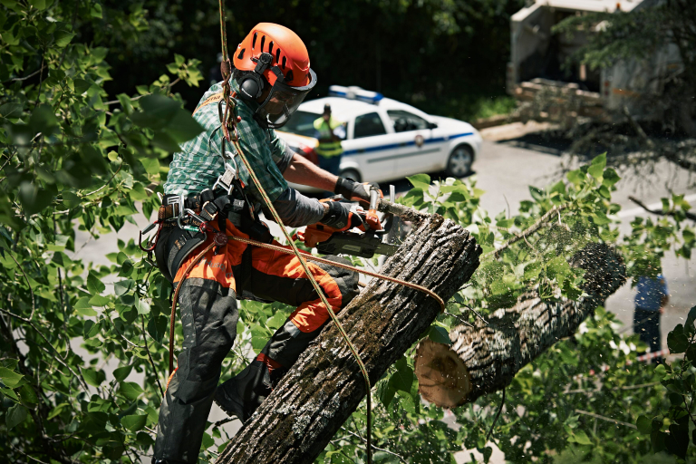 Como Escolher o Ambiente Ideal para o Crescimento da Sua Árvore