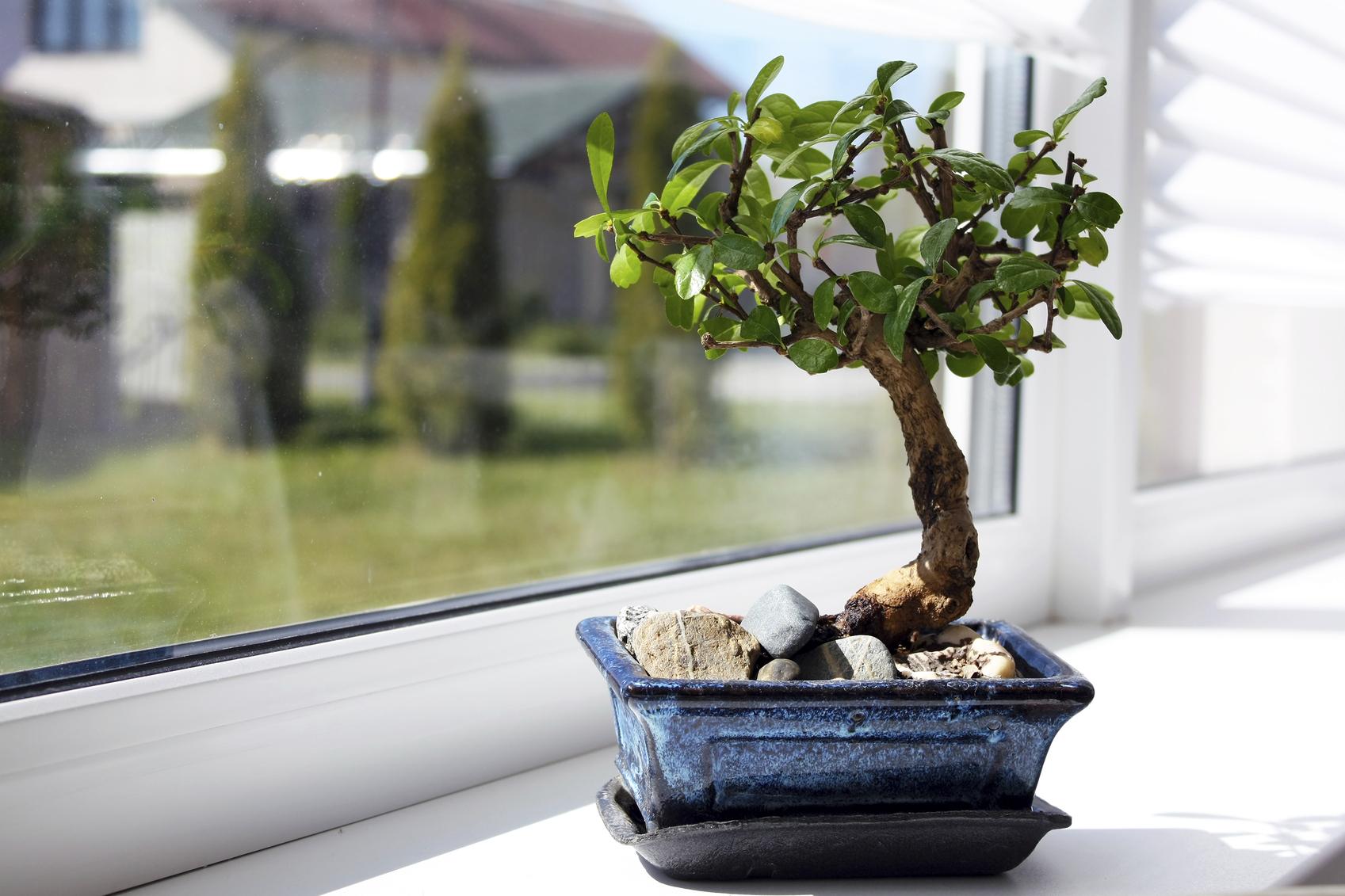 5 Ferramentas Essenciais para Cuidar do Seu Bonsai
