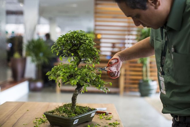 Como Escolher o Local Perfeito para o Seu Bonsai em Casa